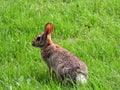 Cottontail Rabbit sits motionless in grassy field